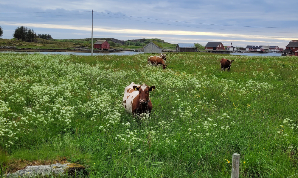 Grazing areas by the coast