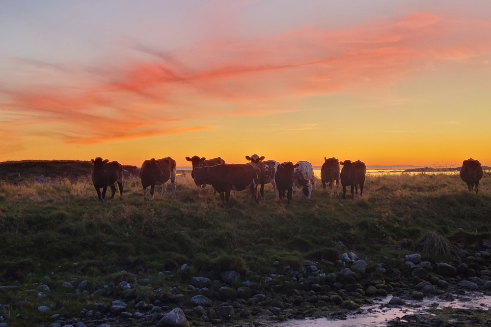 Cattle in sunset